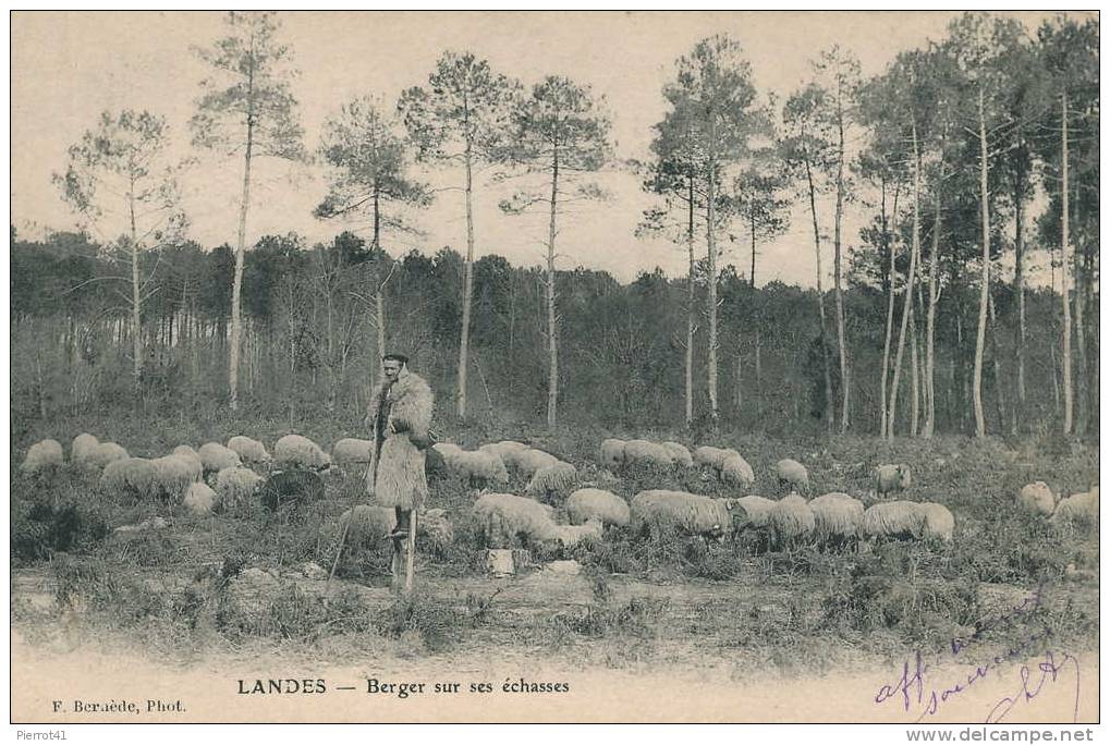 LANDES - Berger Sur Ses échasses Avec Ses Moutons - Autres & Non Classés