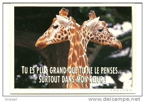 CPM GIRAFES Avec Le Sourire Photo Vloo Tu Es Plus Grand Que Tu Ne Le Penses Feeling - Giraffen