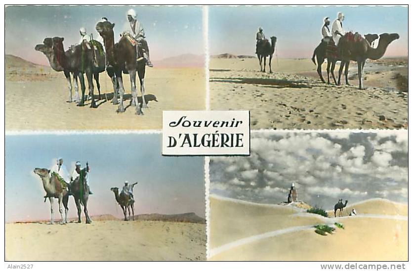 Souvenir D'ALGERIE (Chameliers, Une Guemira, ...)  (Ed. Jomone, 2007) - Scene & Tipi