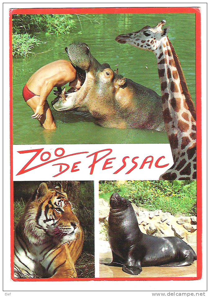 ZOO De PESSAC, Gironde: Hippopotame , Le Directeur Du Zoo; Girafe, Tigre Phoque / Otarie; 1991 - Ippopotami