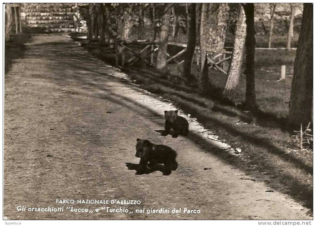 D-PARCO D'ABBRUZZO GLI ORSACCHIOTTI LECCE E TURCHIO NEL GIARDINO DEL PARCO - Ours