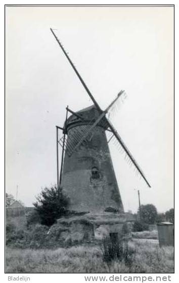 EKSEL (Limburg) - Molen/moulin - Prentkaart Van De Verdwenen Sint-Antonius Molen In 1978, Kort Voor De Afbraak - Hechtel-Eksel