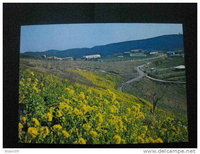 Japan - Maza Pasture, Boso Peninsula, Kimitsu-Shi Of Chiba-Ken - Altri & Non Classificati