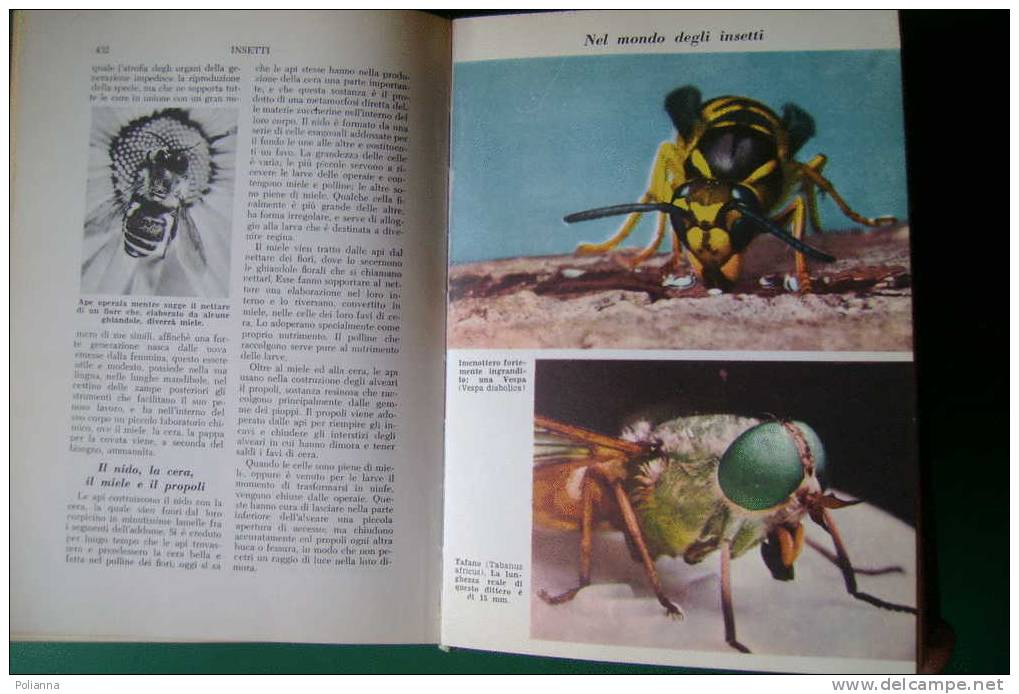 PDV/11 Brehm-Vogt VITA E STORIA DEGLI ANIMALI 1960/UCCELLI/PESCI/INSETTI/ARACNIDI - Animali Da Compagnia