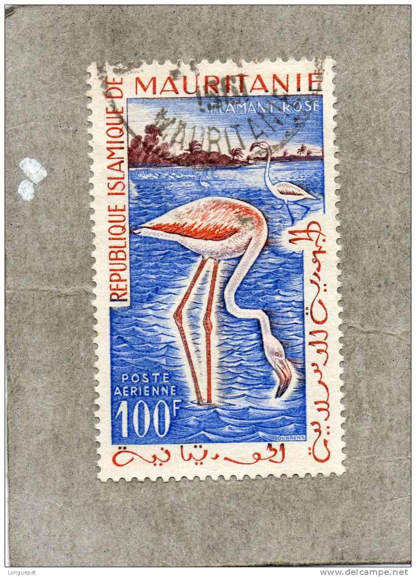 MAURITANIE : Oiseaux : Flaments Roses (Phoenicopterus Roseus) - Echassier - Cigognes & échassiers