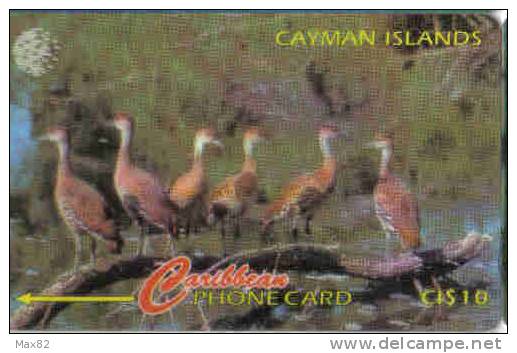 CAYMAN ISLANDS / CAY 12Aa / RARE Longer CN 33mm - Kaimaninseln (Cayman I.)