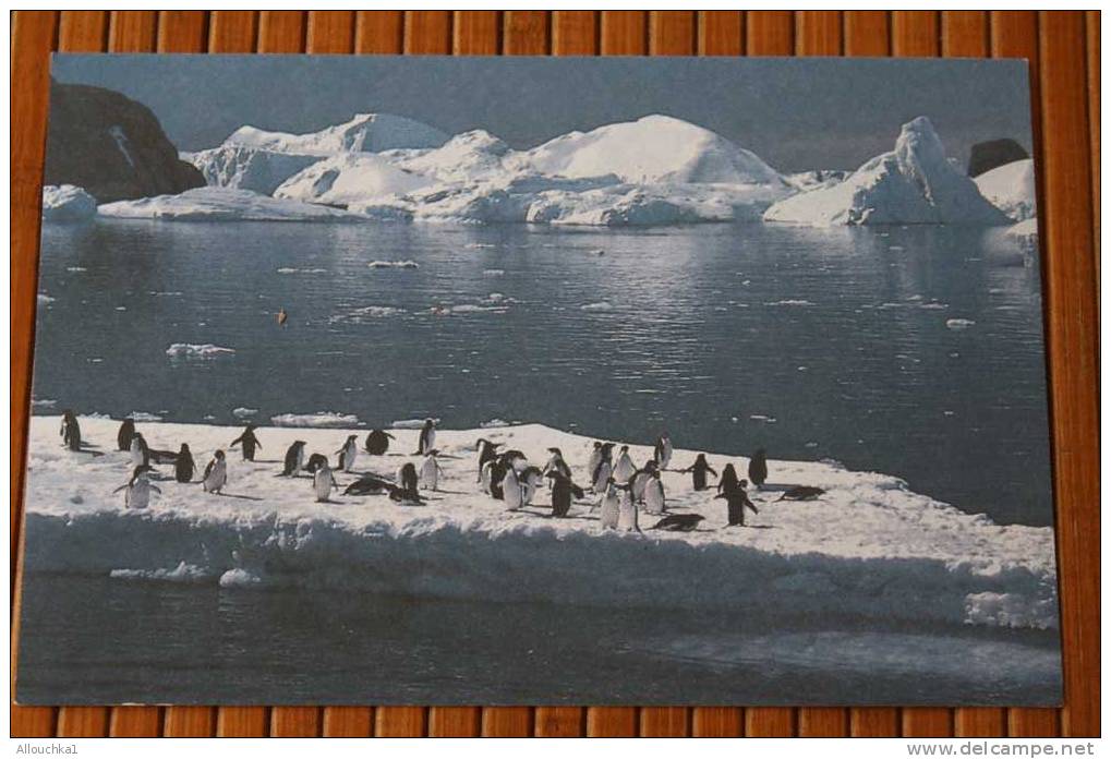 CPM TERRITOIRE DES TERRES AUSTRALES & ANTARTIQUES FRANCAISE TERRE ADELIE > 1983> PINGOINS  MANCHOTS - TAAF : Terres Australes Antarctiques Françaises