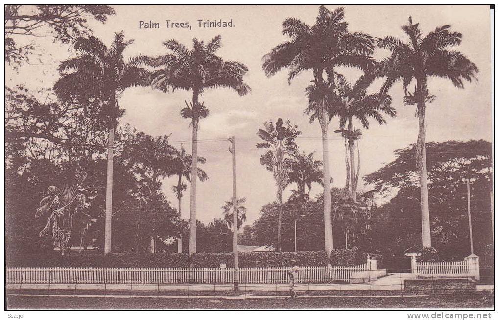 Trinidad - Palm  Trees - Trinidad