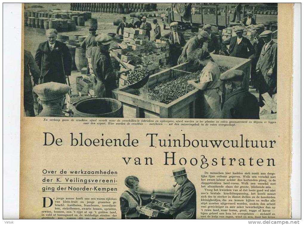 Hoogstraten : De Bloeiende Tuinbouwcultuur  (  2 Blz. Uit Zondagsvriend 1936 ) - Hoogstraten
