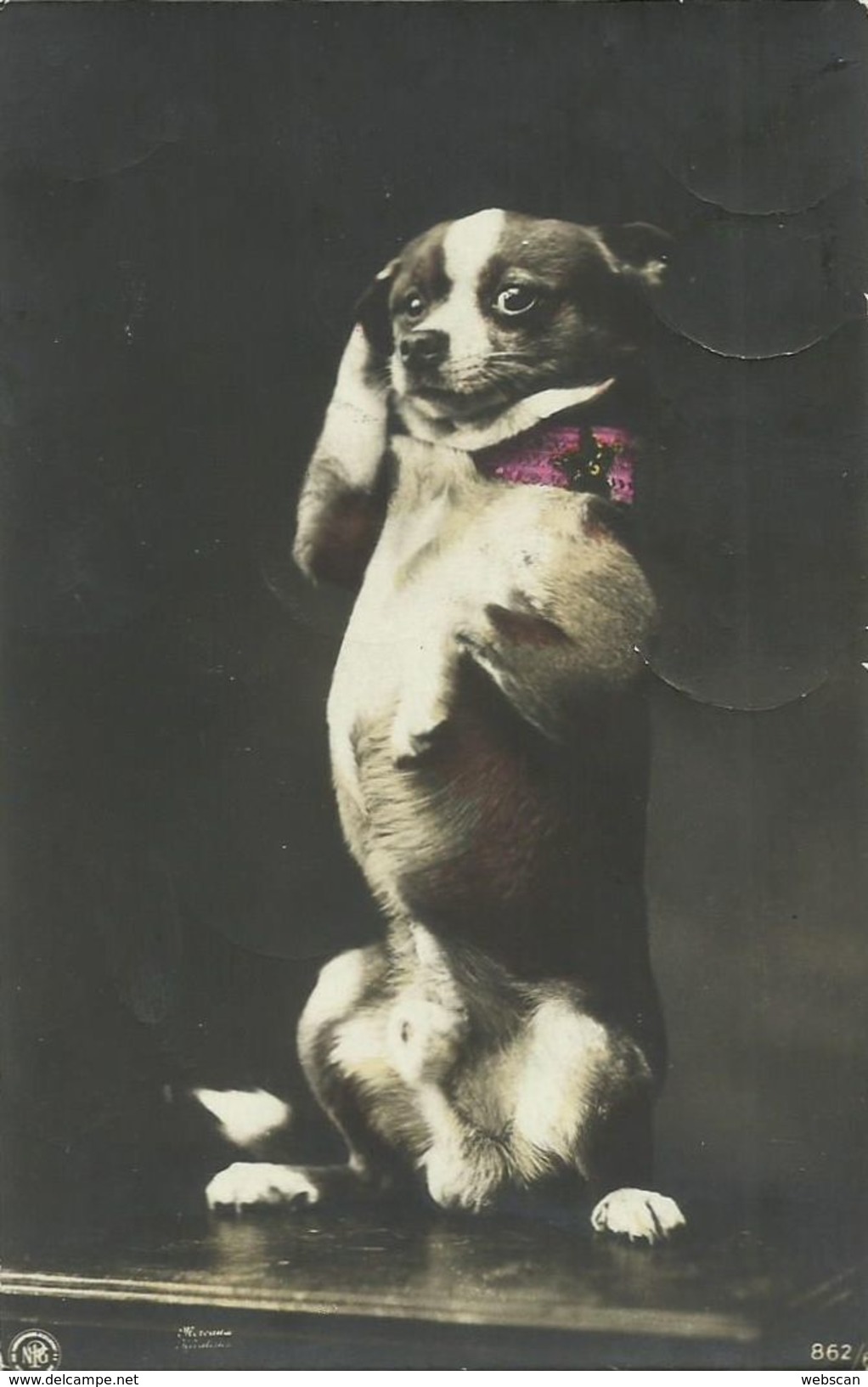 AK Hund Macht Männchen Foto-AK ~1910/15 #21 - Hunde