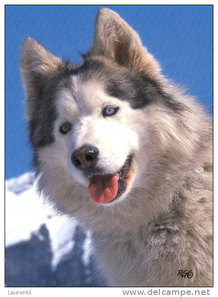 (107) Husky - Chiens