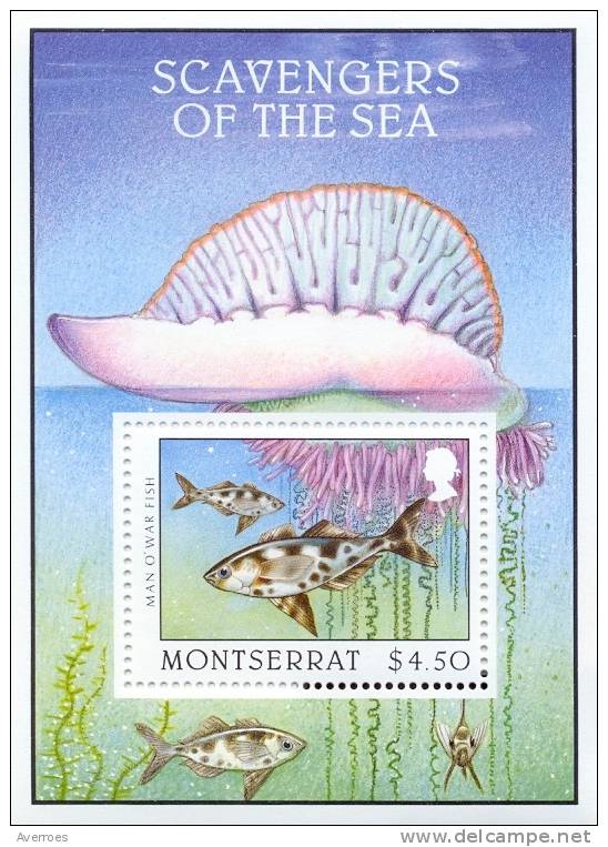 Scavengers Of The Sea - Charognards De La Mer - Marine Life - Faune De La Mer - Montserrat