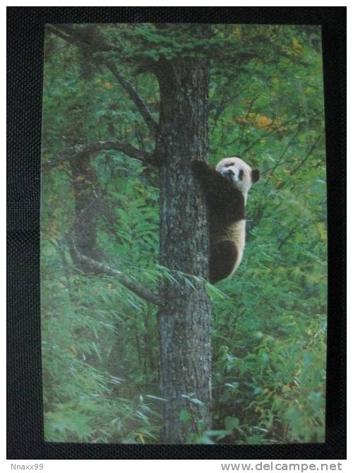 Giant Panda - Giant Panda (Ailuropoda Melanoleuca) On The Tree - B - Ours