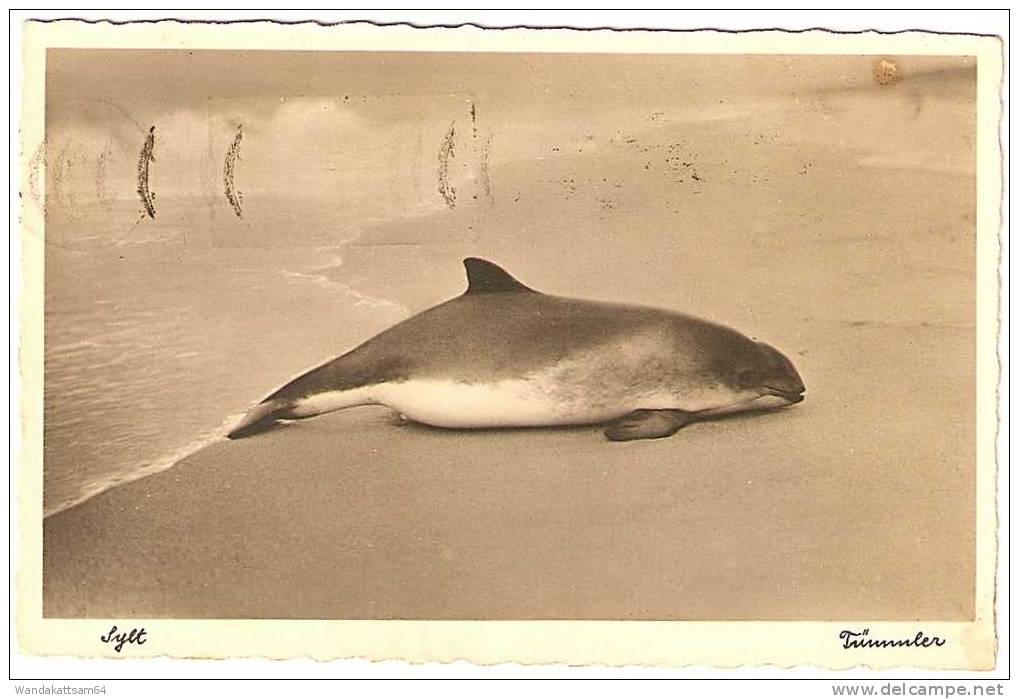 AK 28 Sylt Tümmler 9. 5.36 21-22 WESTERLAND (SYLT) Werbestempel Besucht Das Nordsee-bad Westerland Sylt Dünen Brandung S - Sylt