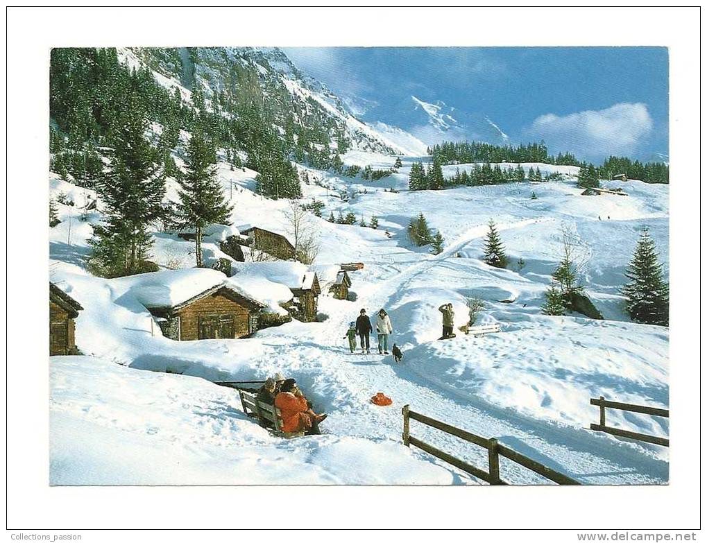 Cp, Suisse, Wengen, Skigebiet Allmend, Spazier, Und Schlittelweg, Voyagée 1987 - Wengen