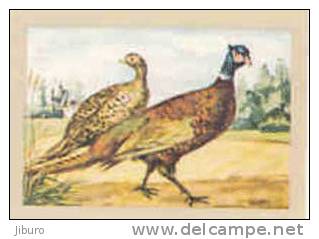 Image  /  Le Faisan De Chasse /  Pheasant  / Animaux Animal  //  IM 5/374 - Jacques