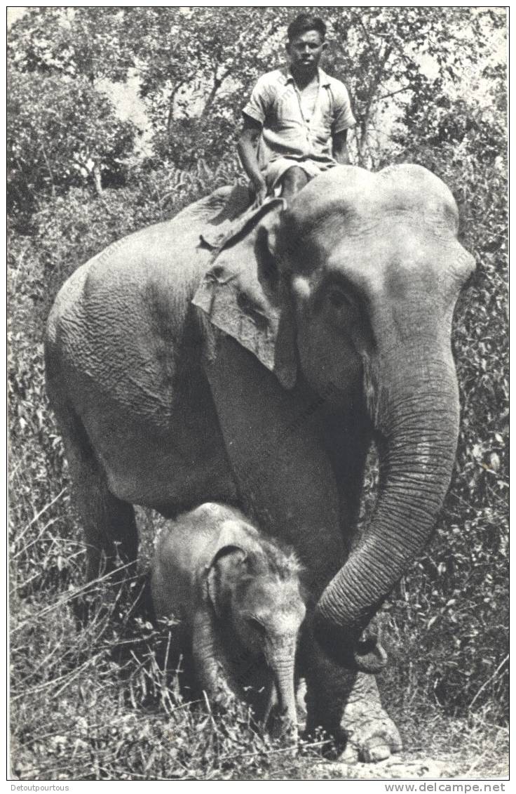 ELEPHANT : éléphant Des Indes Et Son Petit  Elefant Elefante Olifant - Olifanten