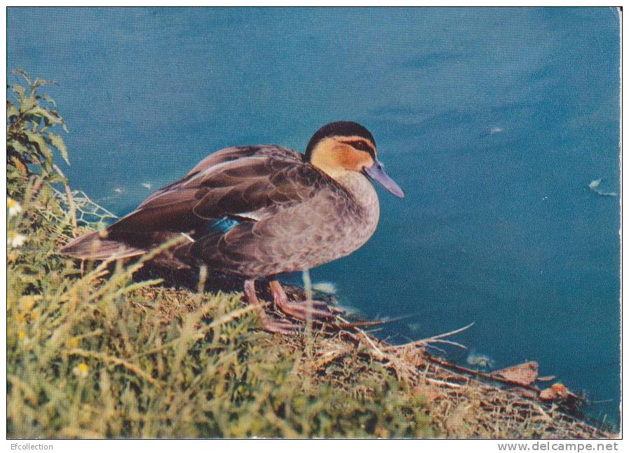 Villars Les Dombes,Ain,Parc Ornithologique Départemental De La Dombes En 1974,Canard Des Phillippines - Villars-les-Dombes