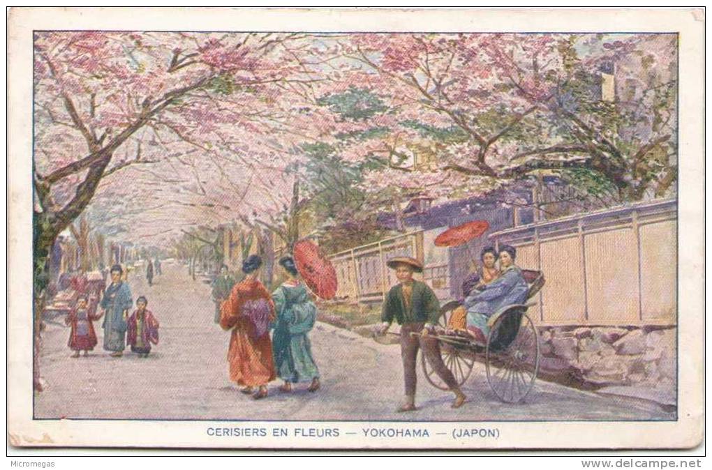 YOKOHAMA - Cerisiers En Fleurs - Yokohama