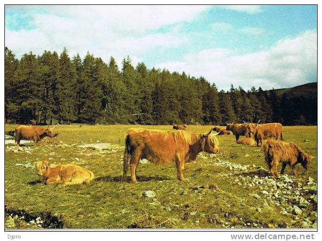 Aberdeenshire - Deeside - Highland Cattle At Invercauld - Aberdeenshire