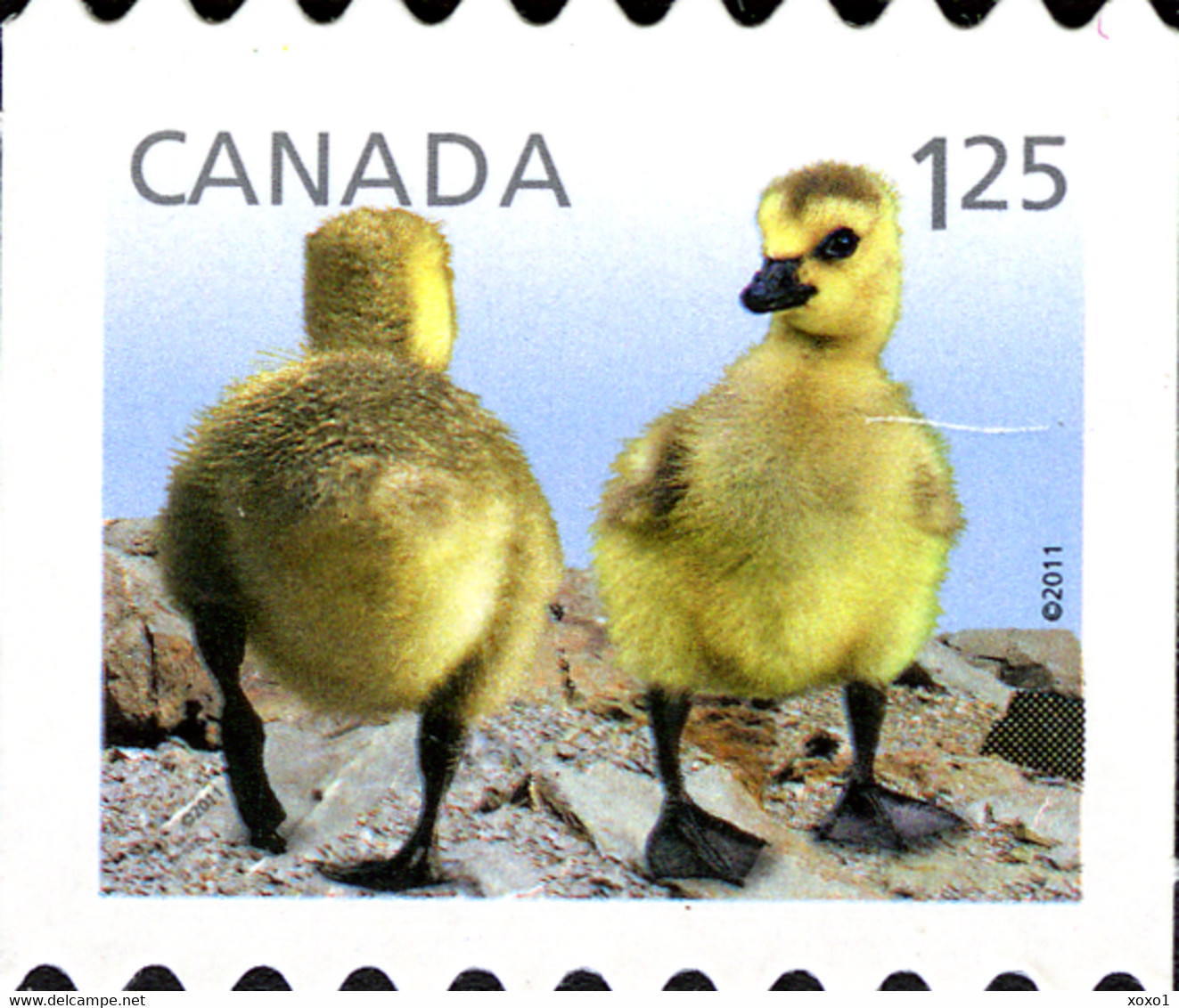 Canada 2011 MiNr. 2682 - 2685  Kanada Baby Wildlife Animals Birds - I 4v MNH** 9,50 € - Ours