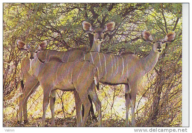 Kudu Ladies - Namibia