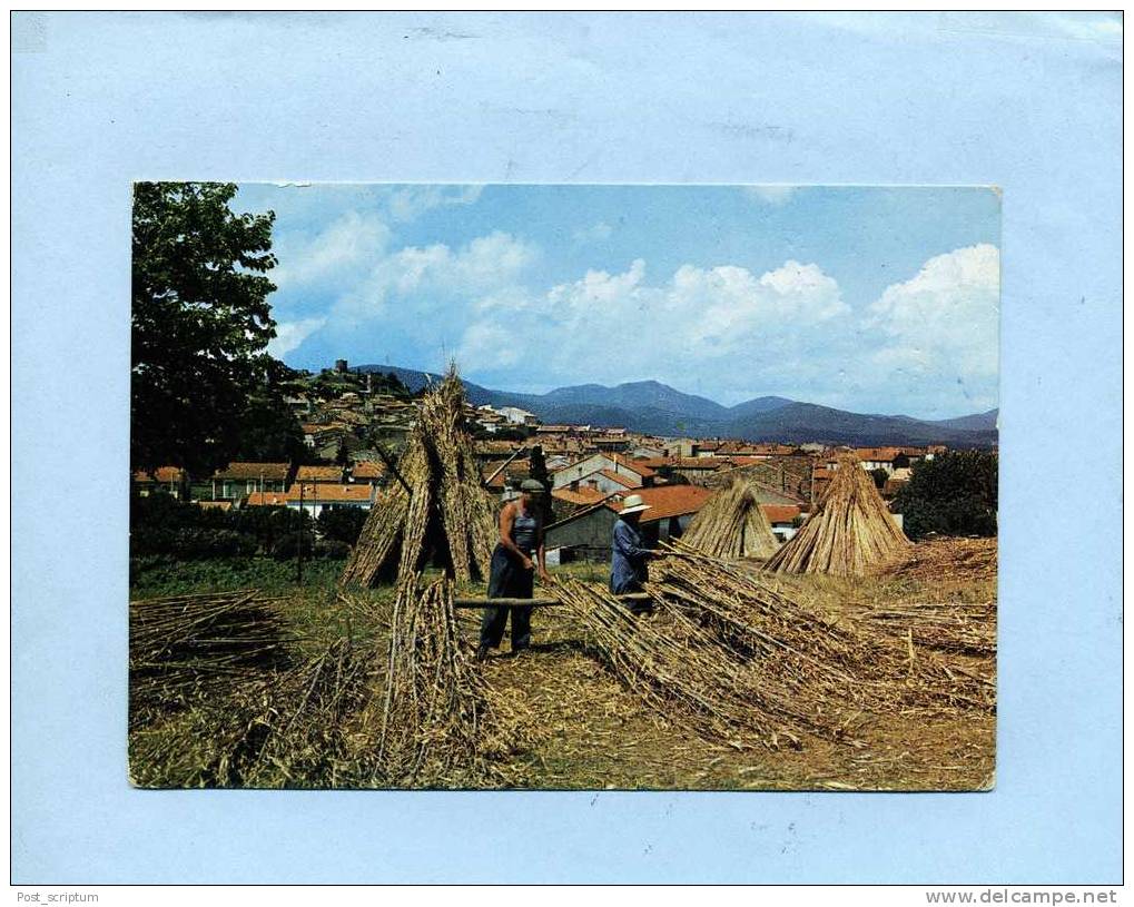 Cogolin - Vue Générale Et Vanniers Au Travail - Cogolin