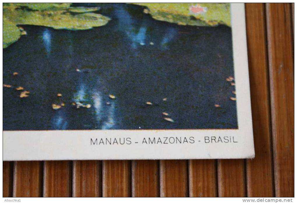 CPSM 1962 A VICTORIA REGIA &gt;&gt; MANAUS AMAZONAS BRASIL -- Brésil PLANTS - Manaus