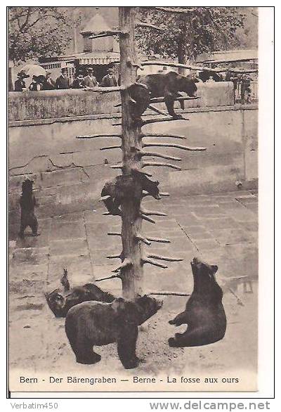 CPA.....SUISSE  BERN..LA FOSSES AUX OURS....SUR UN ARBRE...PLAN ANIME.  NON ECRITE - Ours