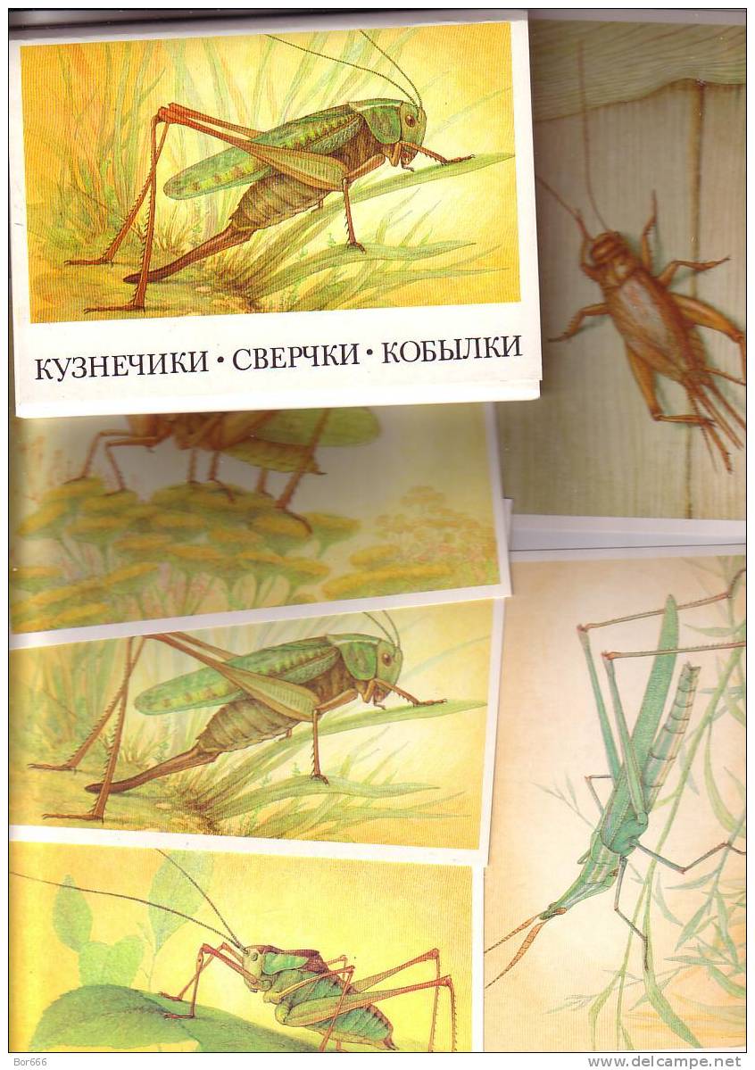 GOOD RUSSIA 16 Postcards Set 1990 - INSECTS - Insetti