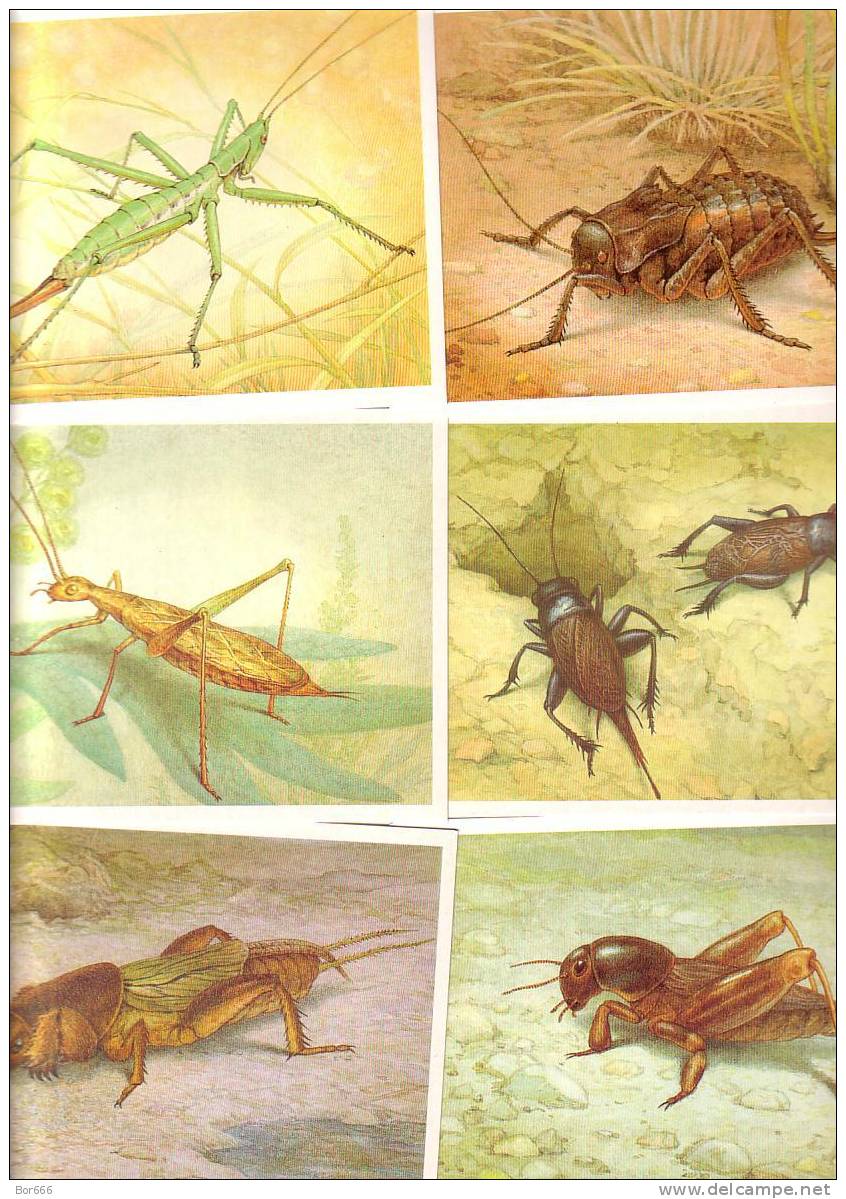 GOOD RUSSIA 16 Postcards Set 1990 - INSECTS - Insecten