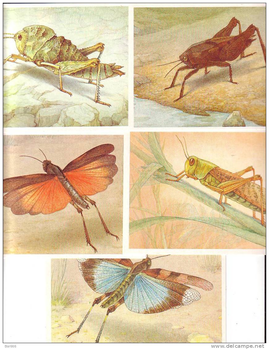 GOOD RUSSIA 16 Postcards Set 1990 - INSECTS - Insectes