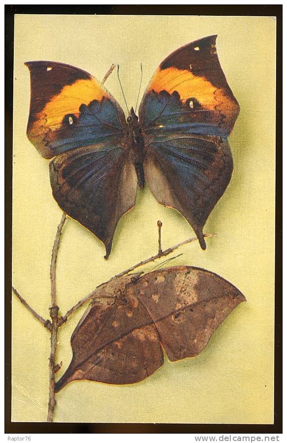 CPM Faune Animaux PAPILLONS  Kallima Inachus Vu De Dos, Vu De Profil Et Replié En Forme De Feuille - Butterflies