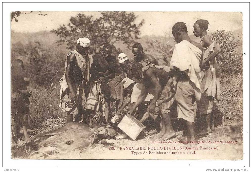 Kankalabé (Guinée) : Abbatage Du Boeuf Par Les Foulabs à Fouta-Djallon En 1920 (animée, Belle Scène). - Guinea
