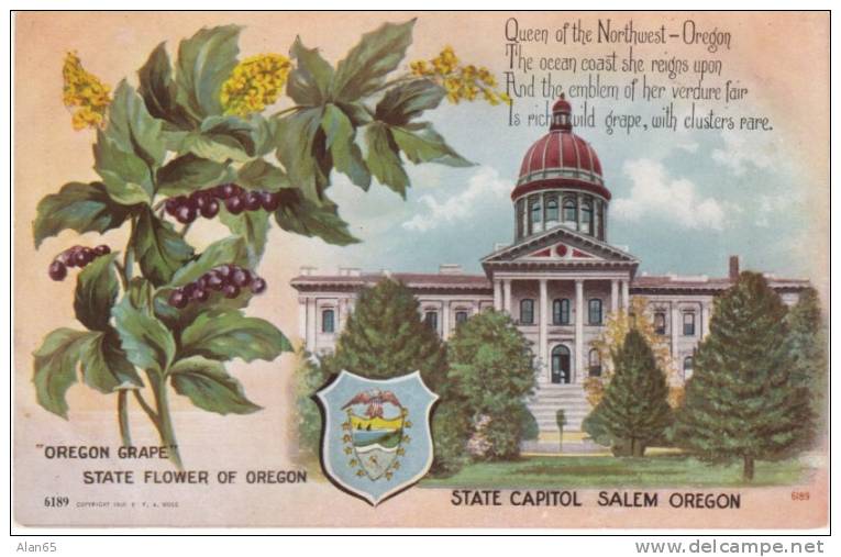 Oregon State Capitol Building , State Flower Oregon Grape, Salem OR On C1910s Vintage  Postcard - Salem