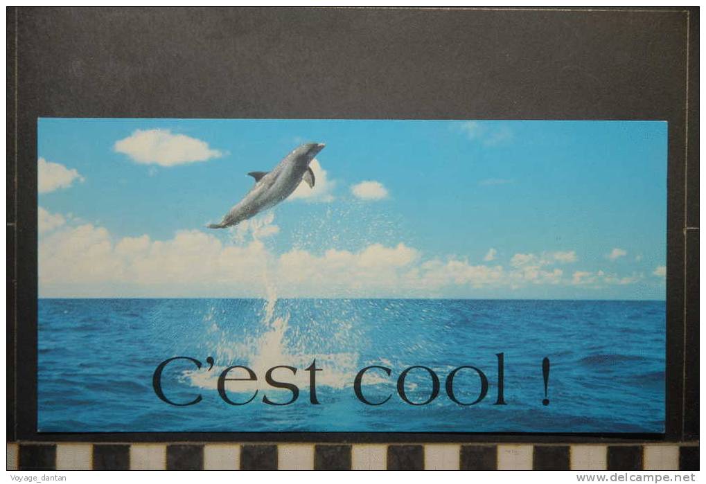 DAUPHINS C'EST COOL - Dauphins