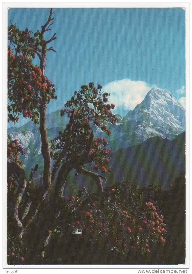 Timbre  " International Hotel ...."  / Carte Du  07/04/82 Ghorapani Pass , Rhododendron In Front Of Annapurna , 2 Scans - Népal