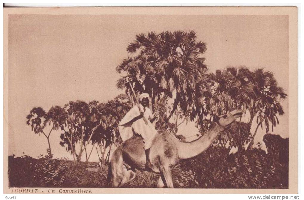218-A.O.I.-Africa Orientale Italiana-Agorgat-Eritrea-Ex Colonie Italia-Animali: Cammello-Un Camelliere - Eritrea