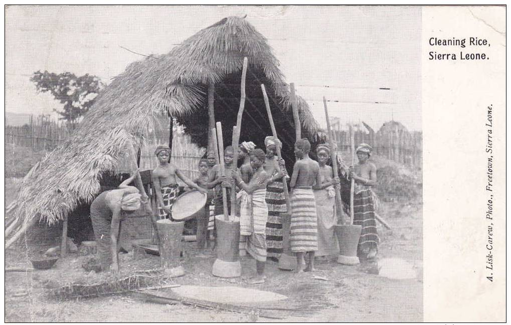 Topless Women, Cleaning Rice, Sierra Leone, Africa, PU-1911 - Sierra Leone