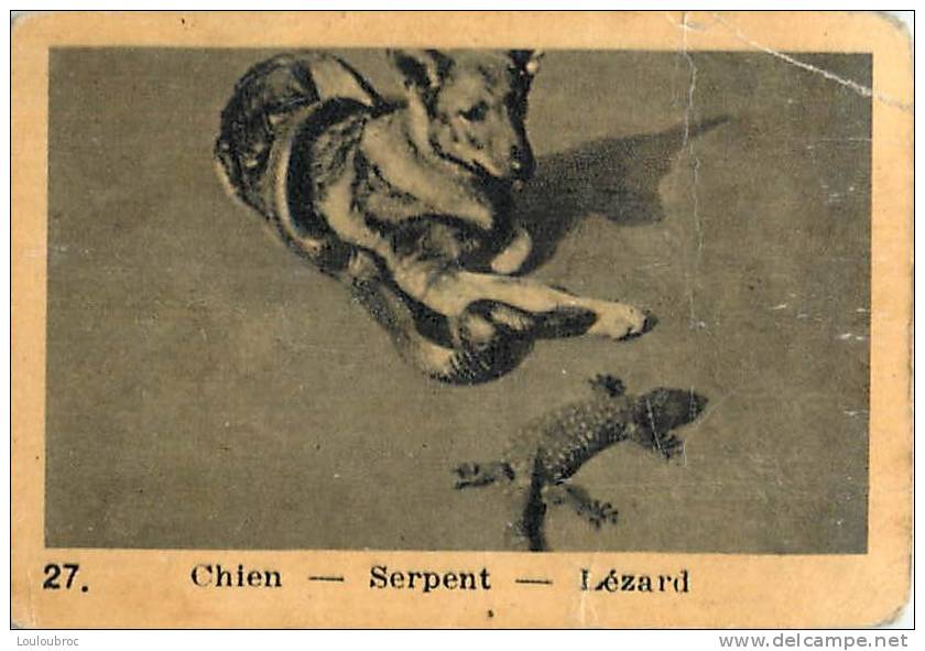 CHROMO PUBLICITE CHOCOLAT KEMMEL ARISTA LES ANIMAUX  SERIE C N°27 CHIEN SERPENT LEZARD - Other & Unclassified