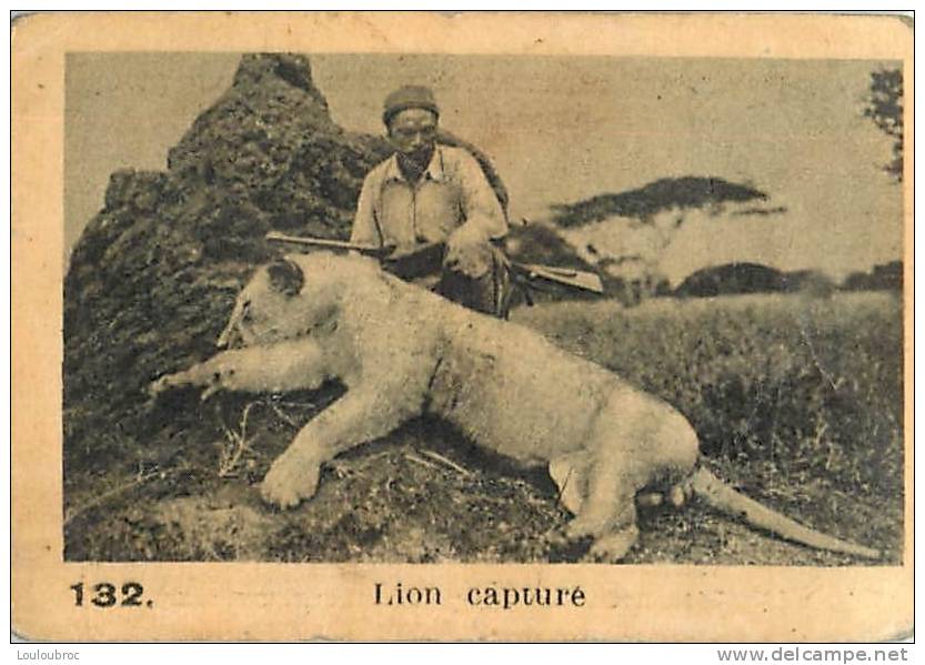 CHROMO PUBLICITE CHOCOLAT KEMMEL ARISTA LES ANIMAUX  SERIE C N°132 LION CAPTURE - Other & Unclassified