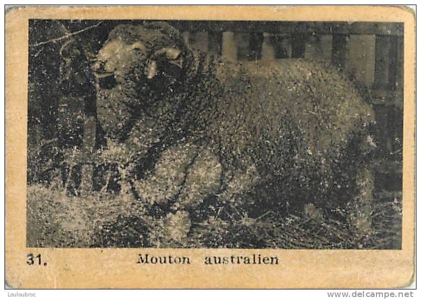 CHROMO PUBLICITE CHOCOLAT KEMMEL ARISTA LES ANIMAUX  SERIE C N°31 MOUTON AUSTRALIEN - Other & Unclassified