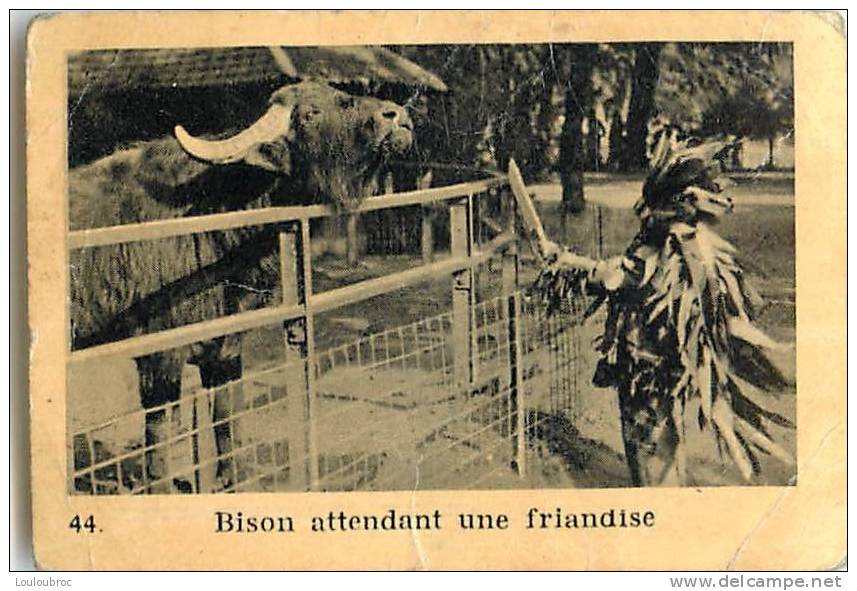 CHROMO PUBLICITE CHOCOLAT KEMMEL ARISTA LES ANIMAUX  SERIE C N°44 BISON ATTENDANT UNE FRIANDISE - Other & Unclassified