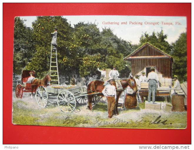 Gathering & Packing Oranges  Tampa Florida  1907 Cancel        --    ----  --- Ref 214 - Tampa