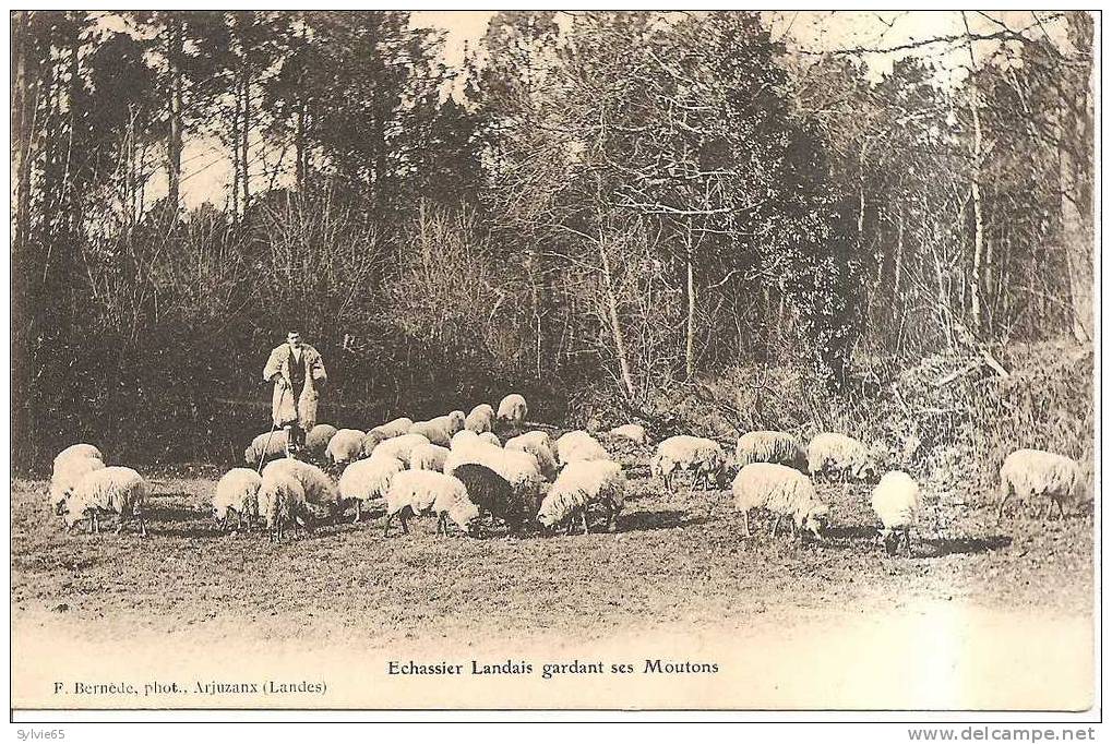 ECHASSIER LANDAIS GARDANT SES MOUTONS-(photo Bernede Arjuzanx Landes) - Sonstige & Ohne Zuordnung