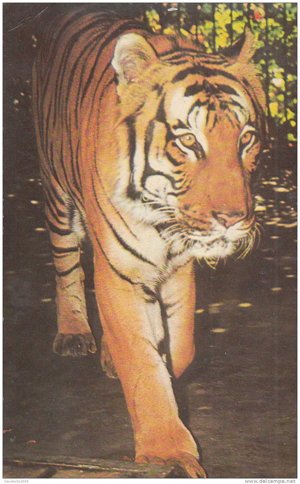 B25969 Romania Tiger  Not Used Perfect Shape - Tigers