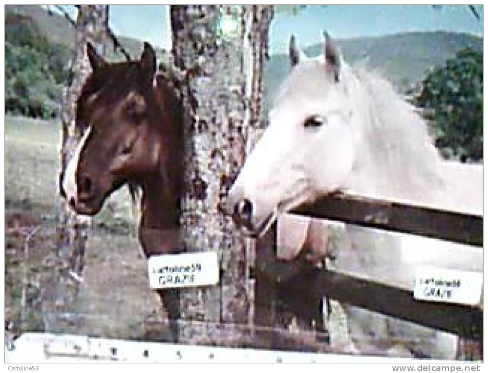 CAVALLI   HORSES   N1975 DF6417 - Pferde