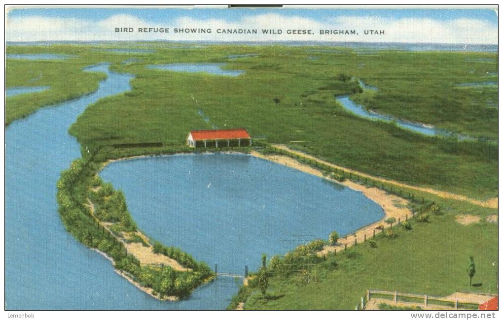 USA – United States –  Bird Refuge Showing Canadian Wild Geese, Brigham, Utah, 1972 Used Postcard [P4345] - Autres & Non Classés