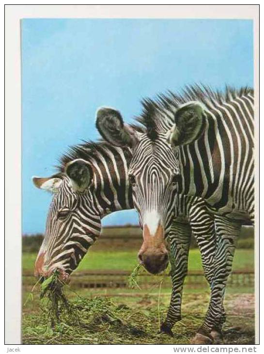 Zebra Polish Card - Cebras