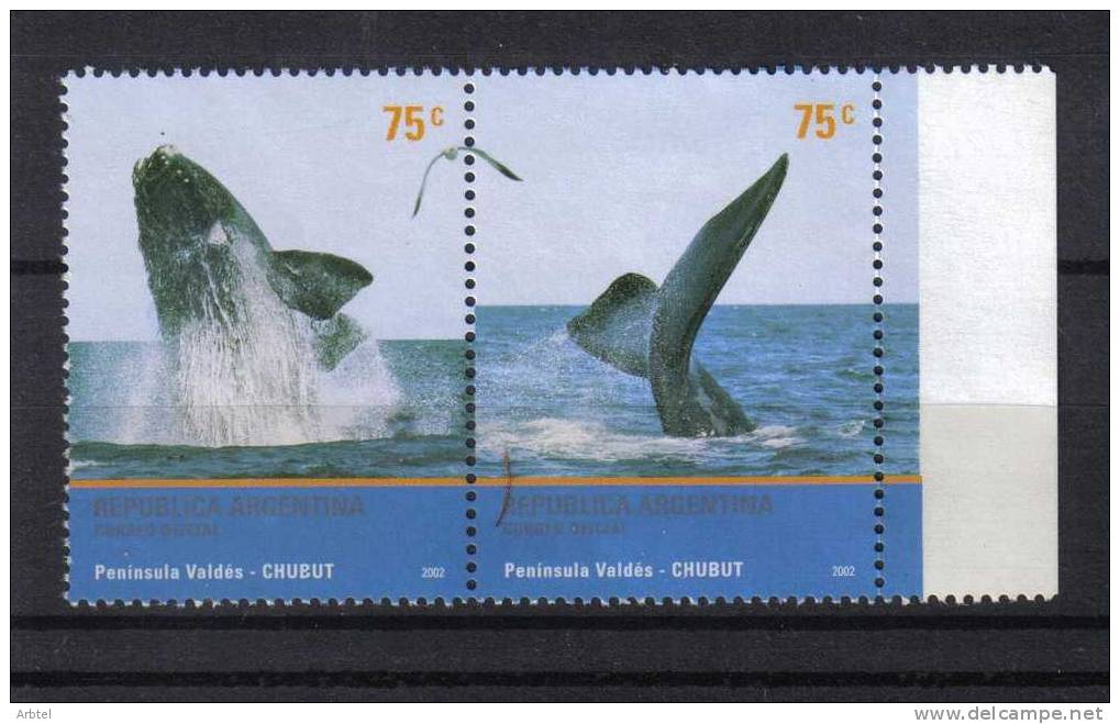 ARGENTINA FAUNA MARINA PENINSULA VALDES BALLENA CETACEO - Whales